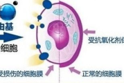 维生素E祛痘效果与使用方法解析