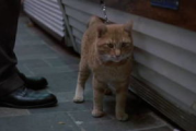 猫电影网：在线观影新体验