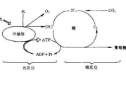 蛋白质助力瘦身，科学方法揭示真相-健康瘦身策略解析