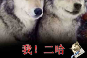 狼群行为观察，在线免费直播完整版解析