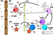速效瘦身,健康方法-快速减肥的科学指南