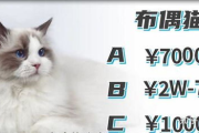种子猫实用指南-高效搜索与安全下载解析