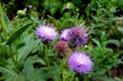 野花种植技巧与实践-如何打造个性化野花花园