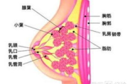 男性瘦身策略：如何减脂同时保持胸部紧致-专业解决方案