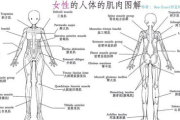 30分钟瘦身操，高效燃脂塑形-在家也能轻松实现