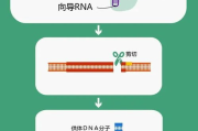 王者荣耀女生去掉小内皮肤的方法-玩家指南与技巧解析