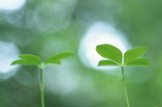 护眼手机壁纸图片,视觉疲劳缓解方案-图片选择与使用技巧