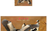花蝴蝶经典片8, 经典电影鉴赏-不可错过的电影佳作