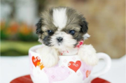 茶杯犬饲养全攻略-从挑选到日常护理解析