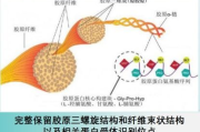 胶原蛋白护肤品,延缓衰老的秘密武器-全方位使用指南