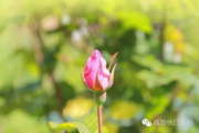 离别开出花歌词,情感解析与意境解读