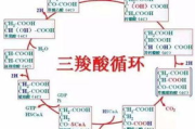 4分钟高效减肥瘦身法-快速燃脂的科学策略