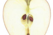 饭后瘦身水果选择与效果分析-健康饮食方案