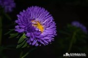 十二星座守护花解析-为生活增添色彩的心灵之花