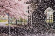 打烊后仅剩俩个人的沙龙樱花-浪漫时光解析