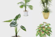 室内植物养护与家庭绿植选择-室内空气净化解析