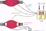 懒人瘦身精油,高效塑形-使用方法与效果解析