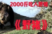 野猪电影网手机在线观看, 随时随地享受电影