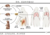 一生美去狐臭-科学方法解析与实践指南