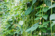 豆角网招聘平台,求职者与企业的桥梁-高效使用技巧解析