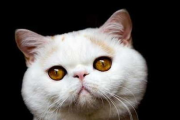 加菲猫的幸福生活-饲养要点与温馨家园营造