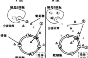 减肥产品,真的能帮助你瘦身吗-全面解析减肥产品效果