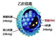 乙肝治疗的现状与可能性-全面解析治愈之路