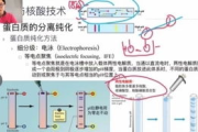 维生素瘦身,揭秘哪些维生素助你健康减肥-营养学解析