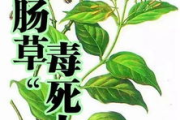 乐可金银花全文免费阅读与笔趣阁软件下载解决方案解析