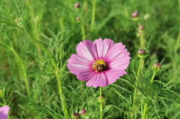 野花影视大全在线观看指南-提升观影体验的秘诀