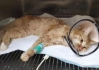 磁力猫使用指南-高效资源搜索与分享解决方案解析