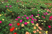 野花种植技巧与SEO优化策略-打造花园美景的同时提升网站排名