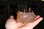 海猪的营养价值与食用方法-探索海猪的可食用性