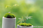纯植物彩妆，自然之美-选择与使用指南