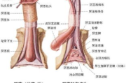男士龟头边缘白色物质解析-常见原因与处理建议