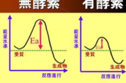 减肥产品测评，快速瘦身方案解析-安全与效果并存