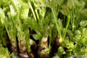纯植物瘦身，健康与美丽的自然选择-纯植物瘦身方案解析
