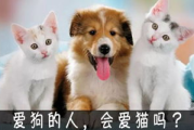 宠物营养餐, 为爱宠打造健康饮食-全面指南解析
