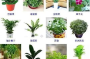 室内植物养护技巧-让绿植生活更健康的秘诀