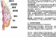 胸部健康与形态解析-了解胸的样子与保养方法