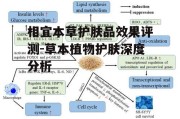 相宜本草护肤品效果评测-草本植物护肤深度分析