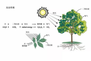森林保护与可持续发展-生态环境的重要性解析