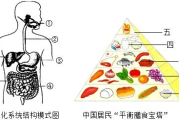 健康瘦身饮食,营养均衡搭配-打造完美身材