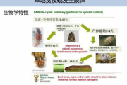 哺乳期使用中药瘦身贴，安全性与效果解析