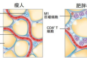 节食瘦身方法,科学饮食与健康生活-全面解析