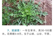 草本植物瘦身,天然方法解析-健康瘦身新选择