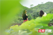 春动莲房,绽放之美与文化内涵-莲房养护指南