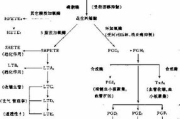 喝茶瘦身，把握最佳时间表-健康减肥新策略