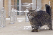 猫咪天堂高清电影网：高清电影资源的宝库