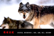 女人四十如狼五十如虎,心理变化与社会认同-成熟女性魅力解析